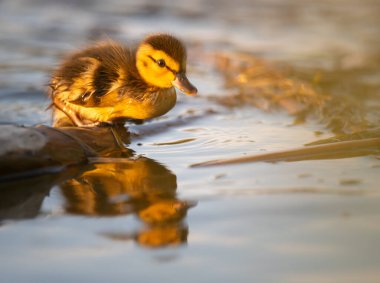 Kanadalı kaz yavruları vahşi doğada