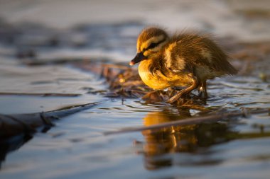 Kanadalı kaz yavruları vahşi doğada