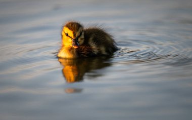 Kanadalı kaz yavruları vahşi doğada
