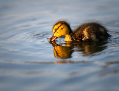 Kanadalı kaz yavruları vahşi doğada