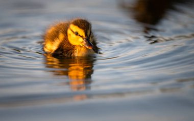 Kanadalı kaz yavruları vahşi doğada