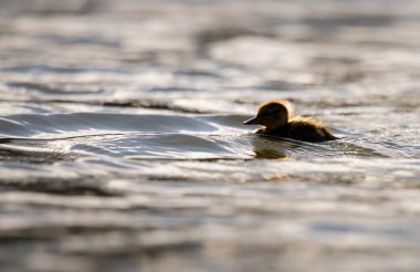 Yabanda ördek yavrusu