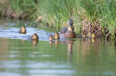 Yabanda ördek yavrusu