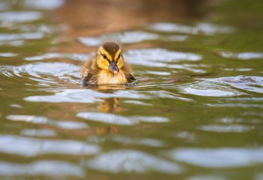 Yabanda ördek yavrusu