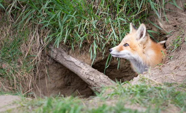 Röd Räv Naturen — Stockfoto