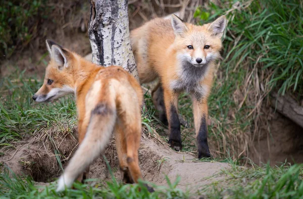 野生の赤いキツネのキット — ストック写真