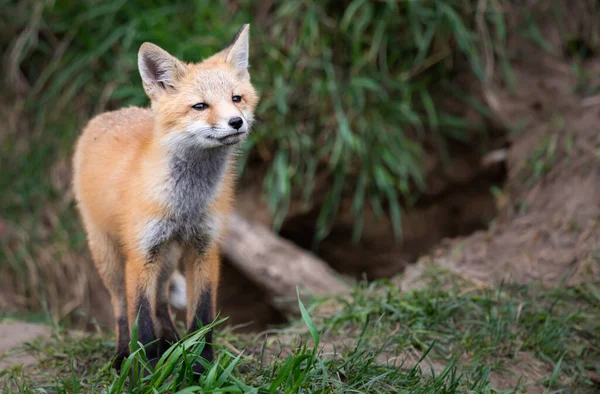 Rojo Zorro Kits Naturaleza — Foto de Stock