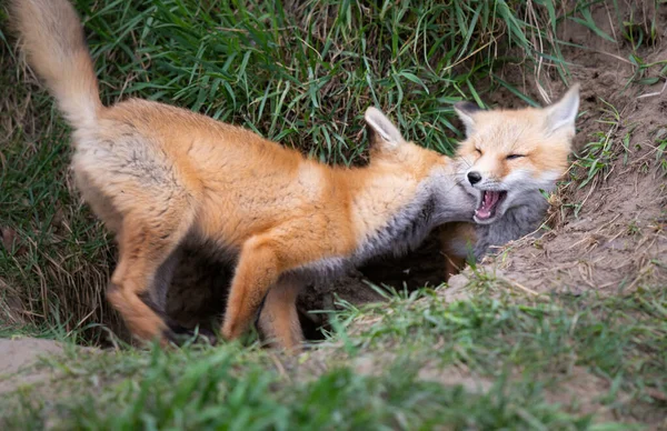 Red Fox Kit Alam Liar — Stok Foto