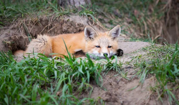 Kits Renard Roux Dans Nature — Photo