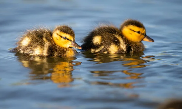 Mallard Kiskacsák Vadonban — Stock Fotó