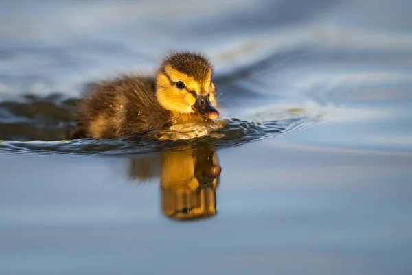 Mallard Ducklings Wild — Stock Photo, Image