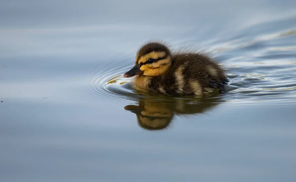 Patos Reais Natureza — Fotografia de Stock