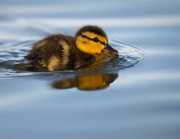 Patos Reais Natureza — Fotografia de Stock