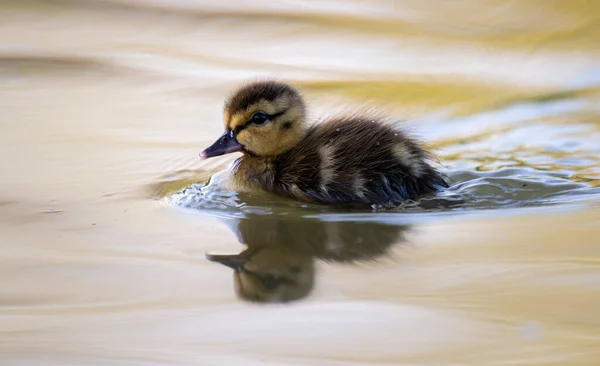 Mallard Ducklings Wild — Stock Photo, Image