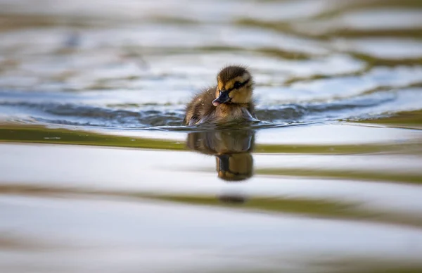 Mallard Ducklings Wild — Stock Photo, Image