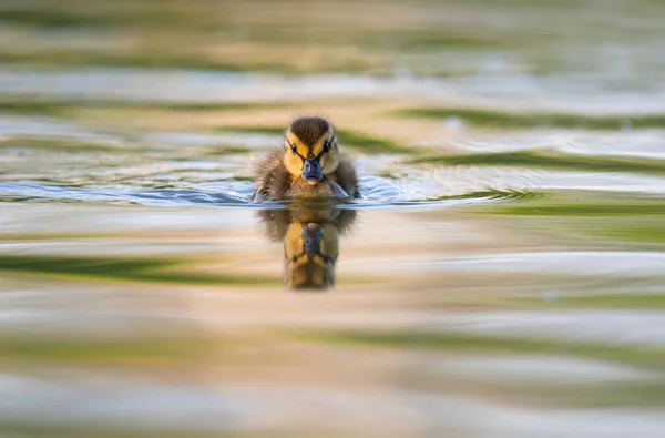 Mallard Ducklings Wild — Stock Photo, Image