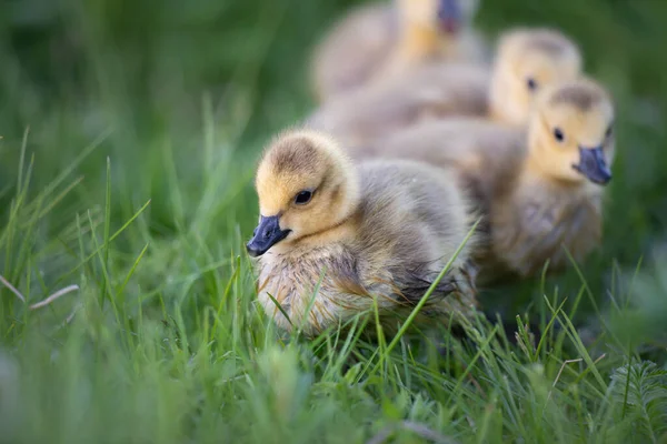 Καναδοί Goslings Χήνας Στην Άγρια Φύση — Φωτογραφία Αρχείου