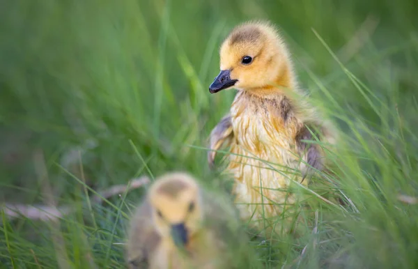 Canada Goose Goslings Wild — Stock Photo, Image