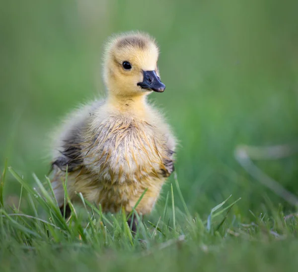 Καναδοί Goslings Χήνας Στην Άγρια Φύση — Φωτογραφία Αρχείου