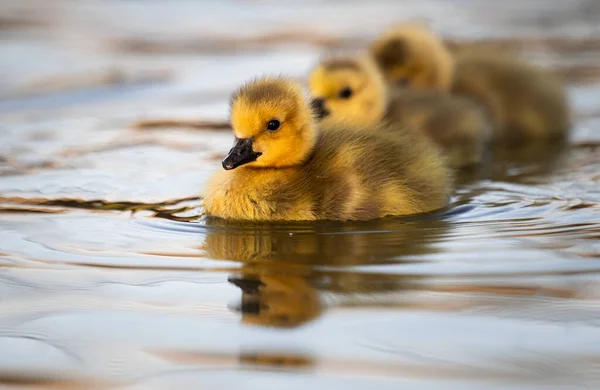 Canadese Ganzenkuikens Het Wild — Stockfoto