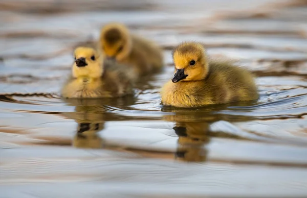 Καναδοί Goslings Χήνας Στην Άγρια Φύση — Φωτογραφία Αρχείου