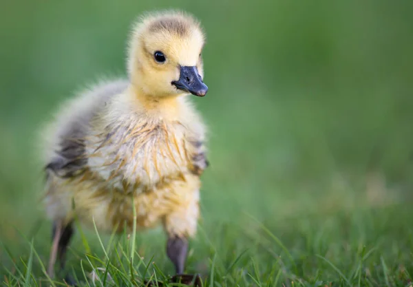 Kanada Gänsegeier Freier Wildbahn — Stockfoto