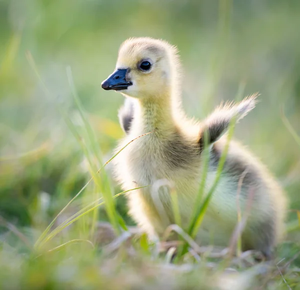 Kanada kaz yavruları vahşi doğada