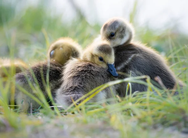 Καναδοί Goslings Χήνας Στην Άγρια Φύση — Φωτογραφία Αρχείου