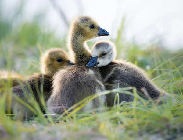 Ganso Canadá Goslings Naturaleza — Foto de Stock