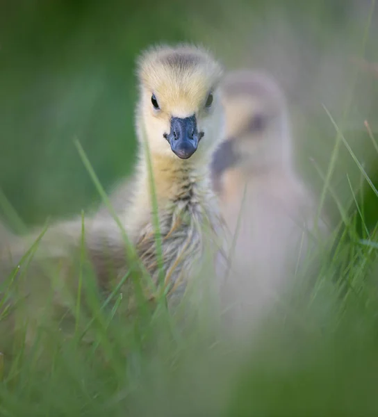 Canada Goose Gosling Wild — Stock Photo, Image