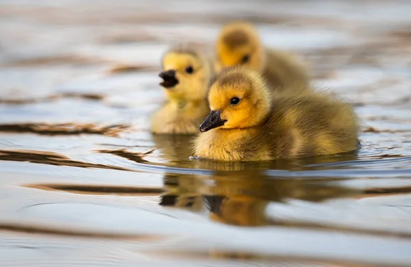 Ganso Canadá Gosling Naturaleza — Foto de Stock