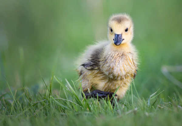 Kanada Gänsehaut Freier Wildbahn — Stockfoto