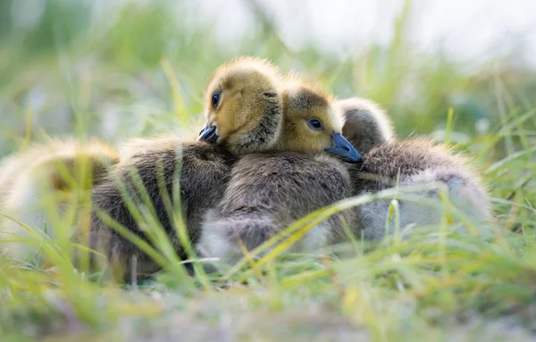 Ganso Canadá Gosling Naturaleza — Foto de Stock