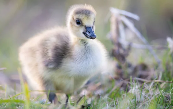 Canada Oca Gosling Natura — Foto Stock