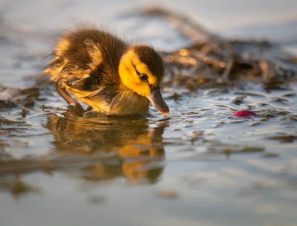 Kanadalı kaz yavruları vahşi doğada