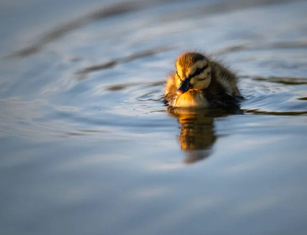 Canadian Goose Goslings Wild — Stock Photo, Image