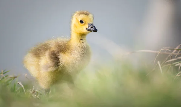 Canadian Goose Goslings Wild — Stock Photo, Image