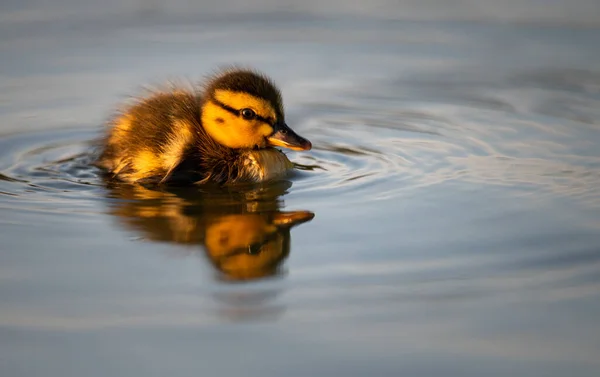 Canadian Goose Goslings Wild — Stock Photo, Image