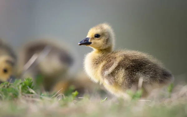 Les Oisons Oie Canada Dans Nature — Photo