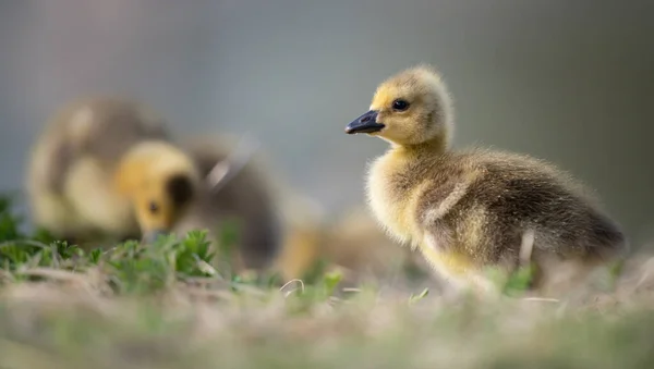 Canadian Goose Goslings Wild — Stock Photo, Image