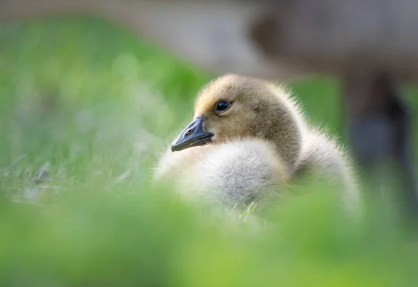 Canadian Goose Goslings Wild — Stock Photo, Image