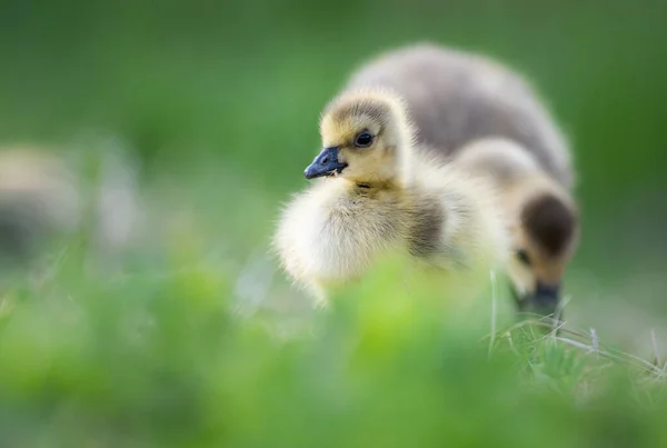 Ganso Canadiense Goslings Naturaleza — Foto de Stock