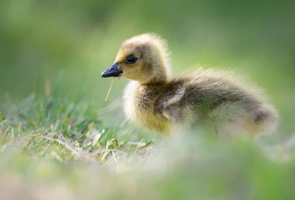 Canadian Goose Goslings Wild — Stock Photo, Image