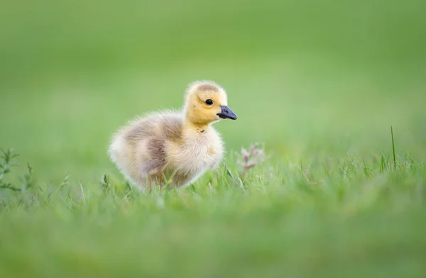 Les Oisons Oie Canada Dans Nature — Photo