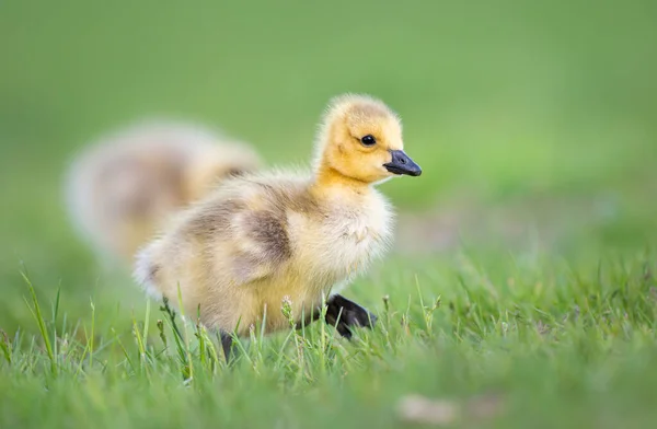 Ganso Canadiense Goslings Naturaleza — Foto de Stock