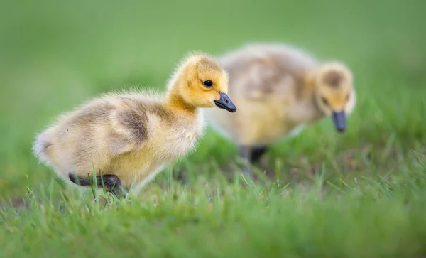 Canadian Goose Goslings Wild — Stock Photo, Image