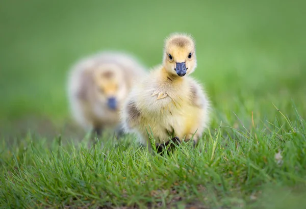 Canadian Goose Goslings Wild — Stock Photo, Image