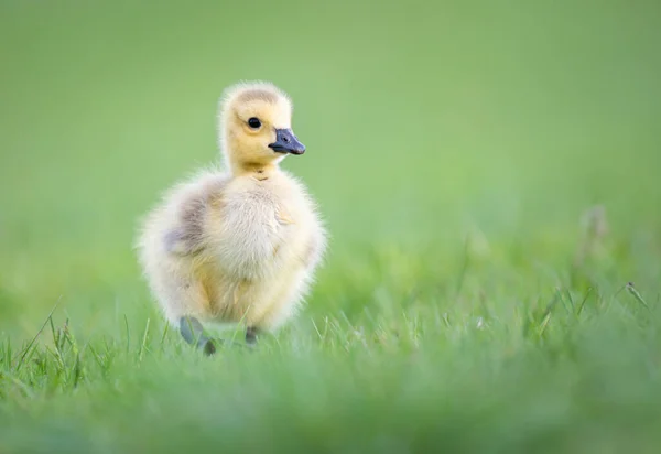 Les Oisons Oie Canada Dans Nature — Photo