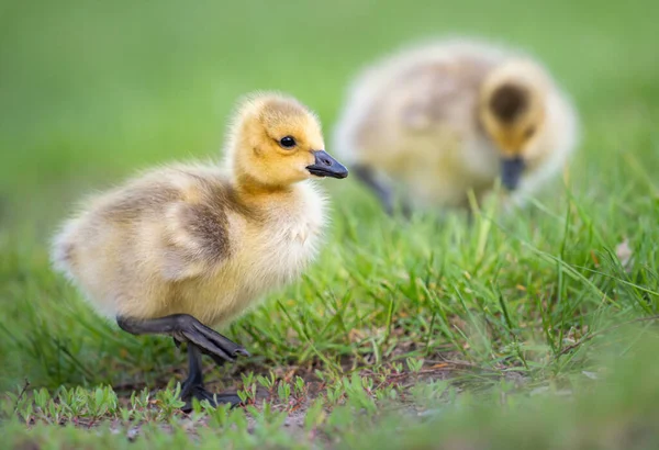 Les Oisons Oie Canada Dans Nature — Photo