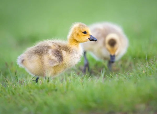 Ganso Canadiense Goslings Naturaleza — Foto de Stock